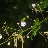 Senegalia caesia (L.) Maslin, Seigler & Ebinger